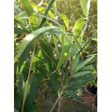 Bambou Pseudosasa japonica