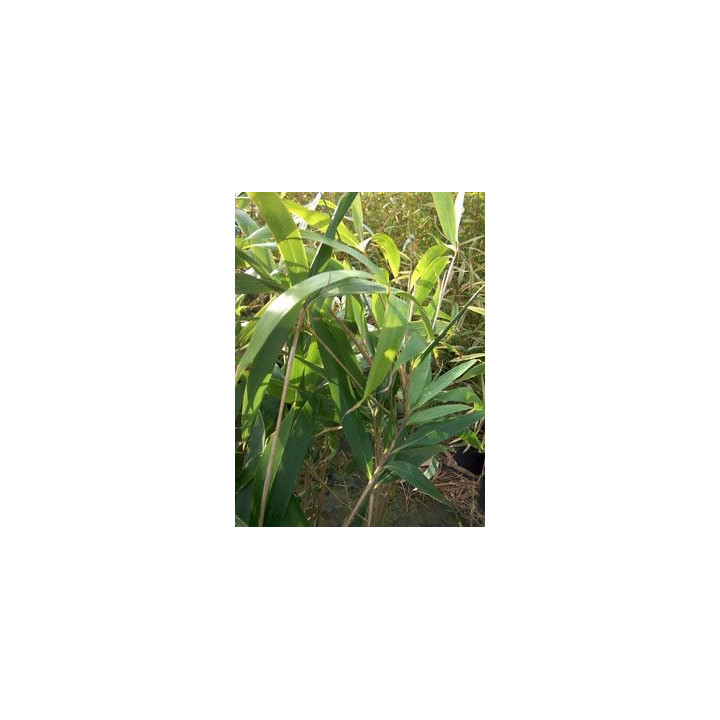Bambou Pseudosasa japonica