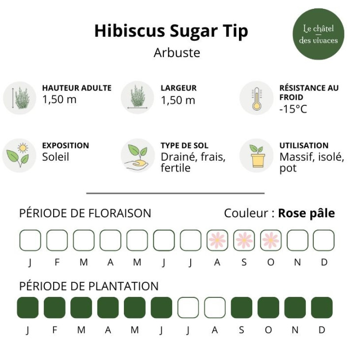 Hibiscus syriacus Sugar Tip