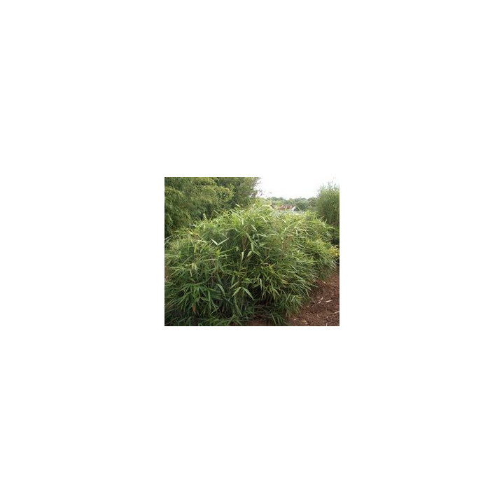Bambou - Pseudosasa japonica Tsutsumiana