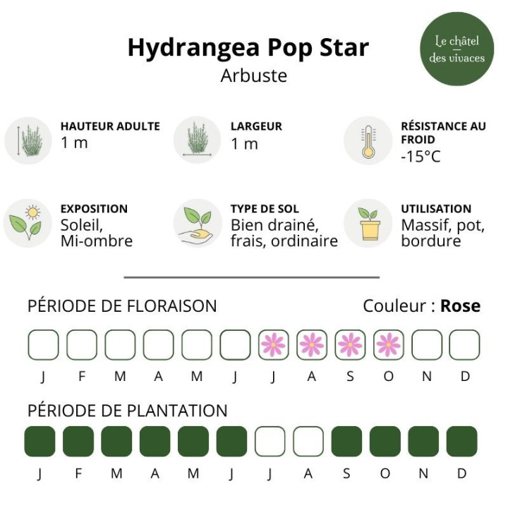 Hydrangea macrophylla Pop Star