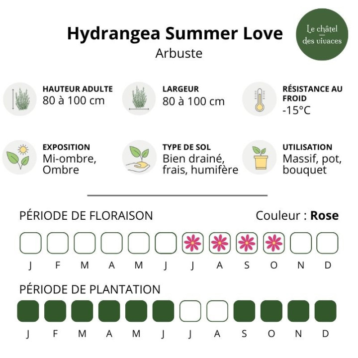 Hydrangea macrophylla Summer Love
