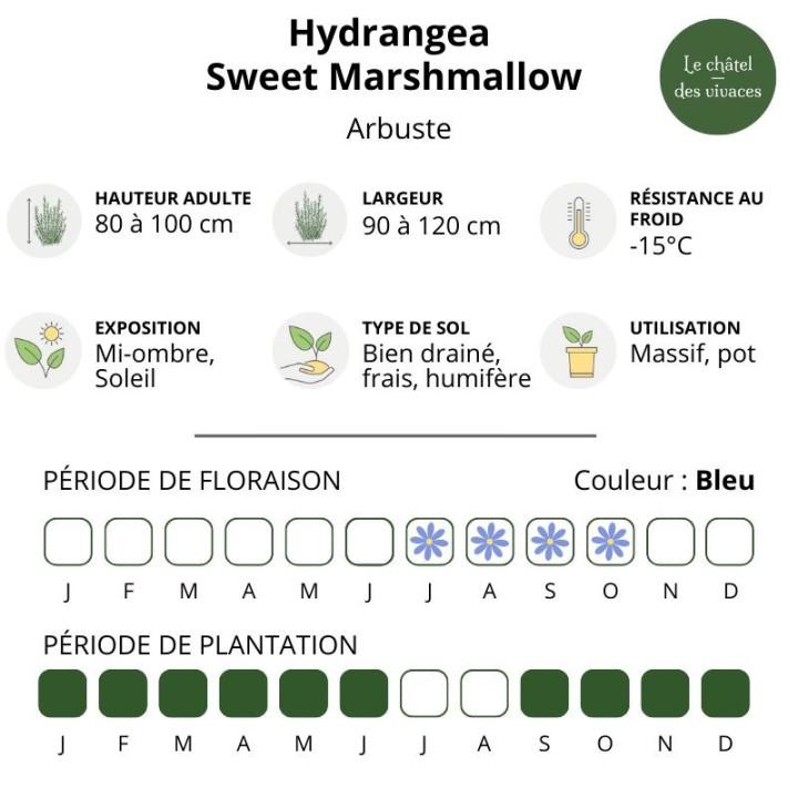 Hydrangea macrophylla Sweet Marshmallow
