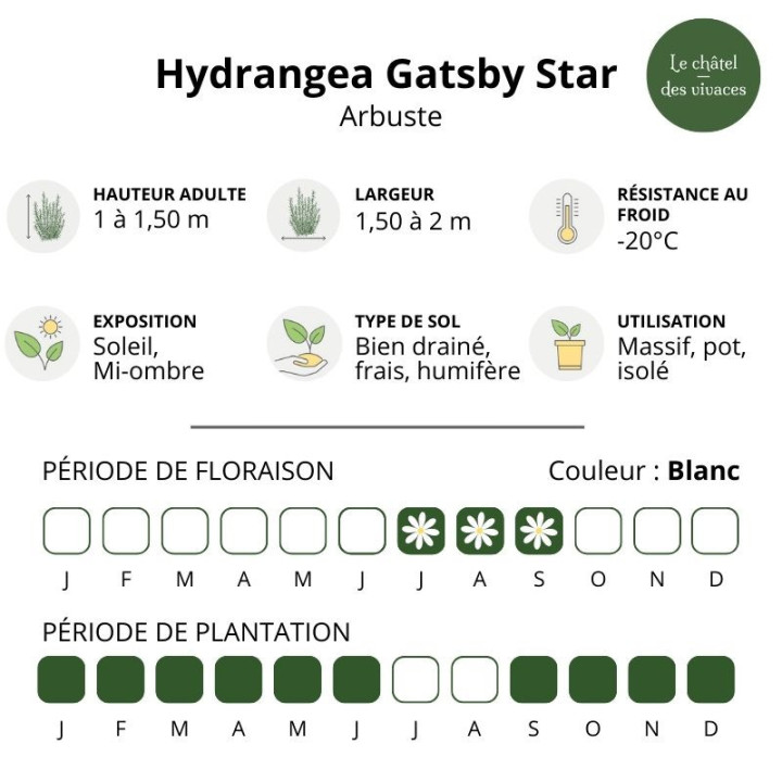 Hydrangea quercifolia Gatsby Star