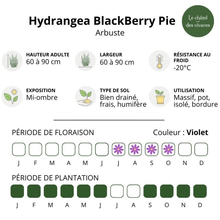 Hydrangea serrata BlackBerry Pie