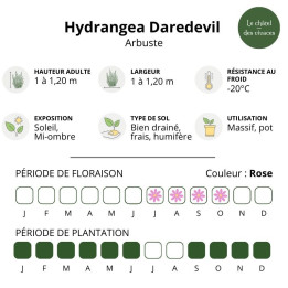 Hydrangea serrata Daredevil