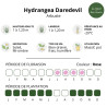Hydrangea serrata Daredevil
