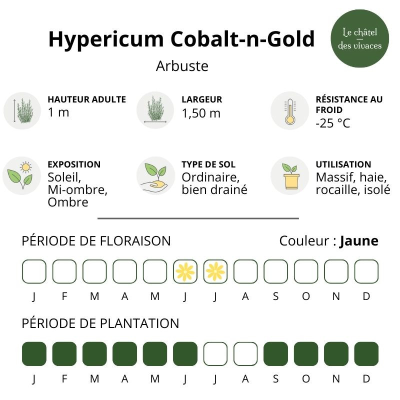 Hypericum kalmianum Cobalt-n-Gold