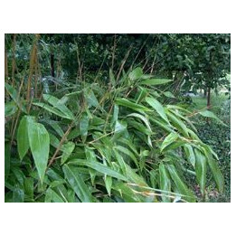 Bambou Sasa tesselata