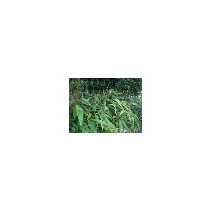 Bambou Sasa tesselata