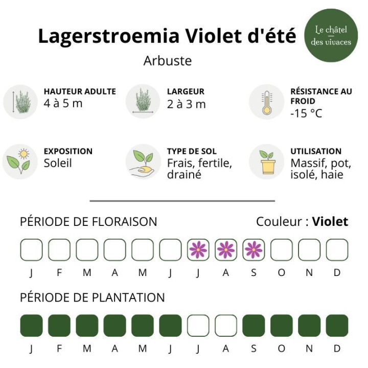 Lagerstroemia indica Violet d'Été