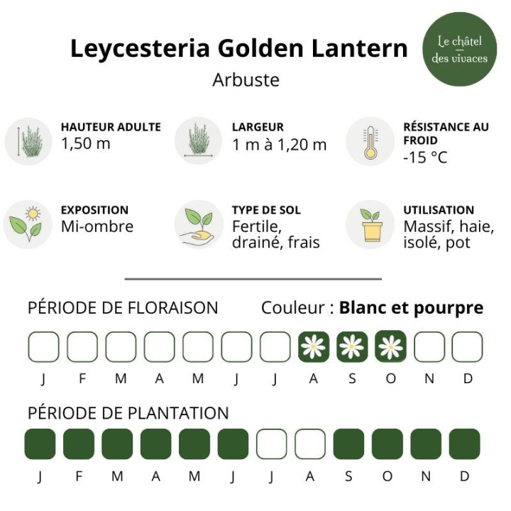 Leycesteria formosa Golden Lantern