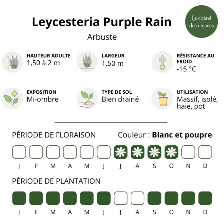 Leycesteria formosa Purple Rain