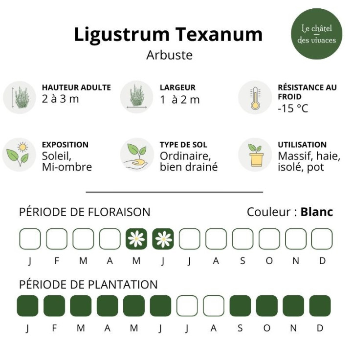 Ligustrum japonicum Texanum