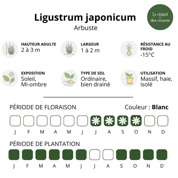 Ligustrum japonicum