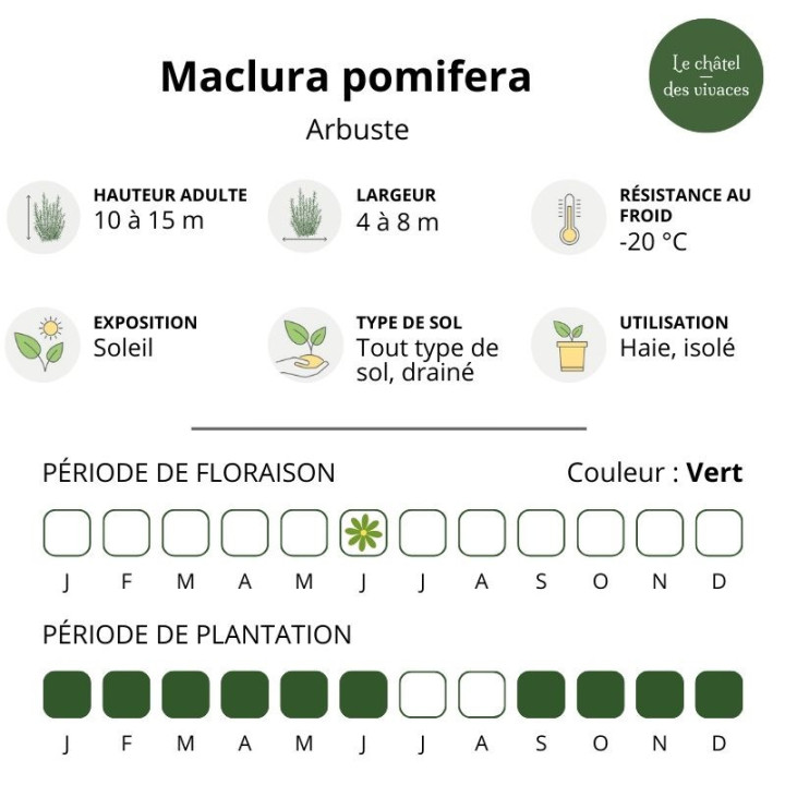Maclura pomifera