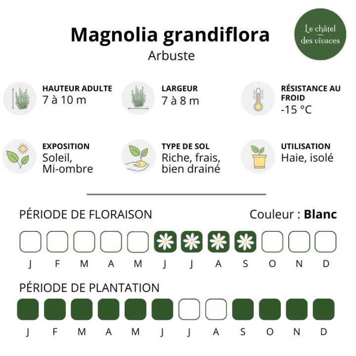 Magnolia grandiflora
