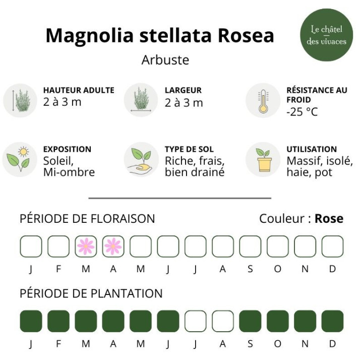 Magnolia stellata Rosea
