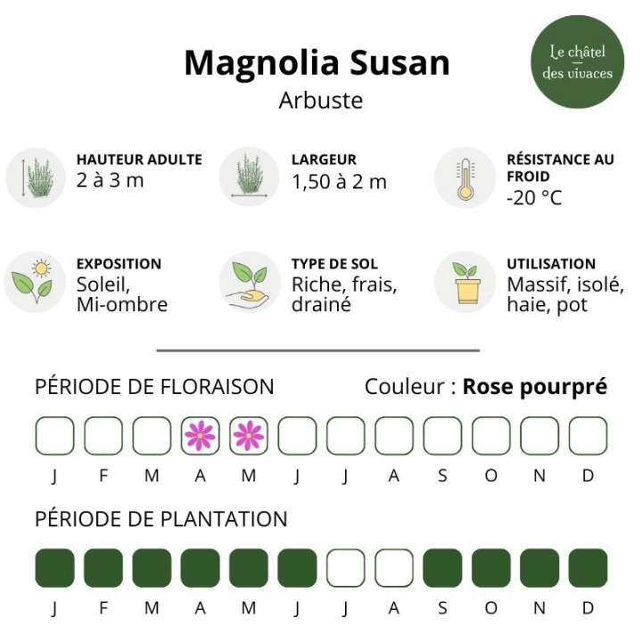 Magnolia Susan
