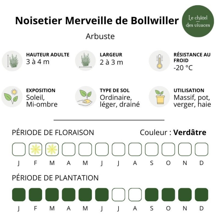 Noisetier Merveille de Bollwiller