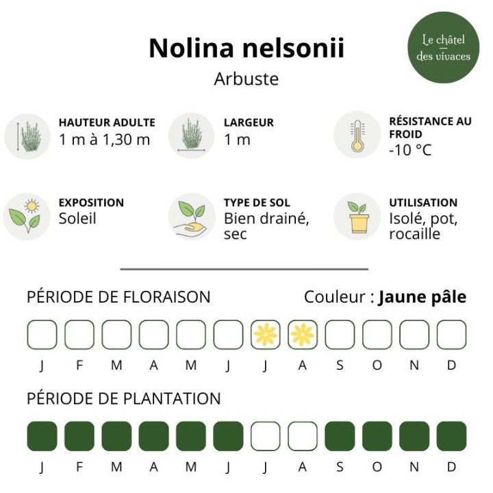 Nolina nelsonii