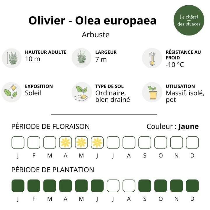 Olivier - Olea europaea