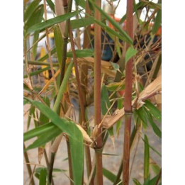 Bambou Semiarundinaria kagamiana