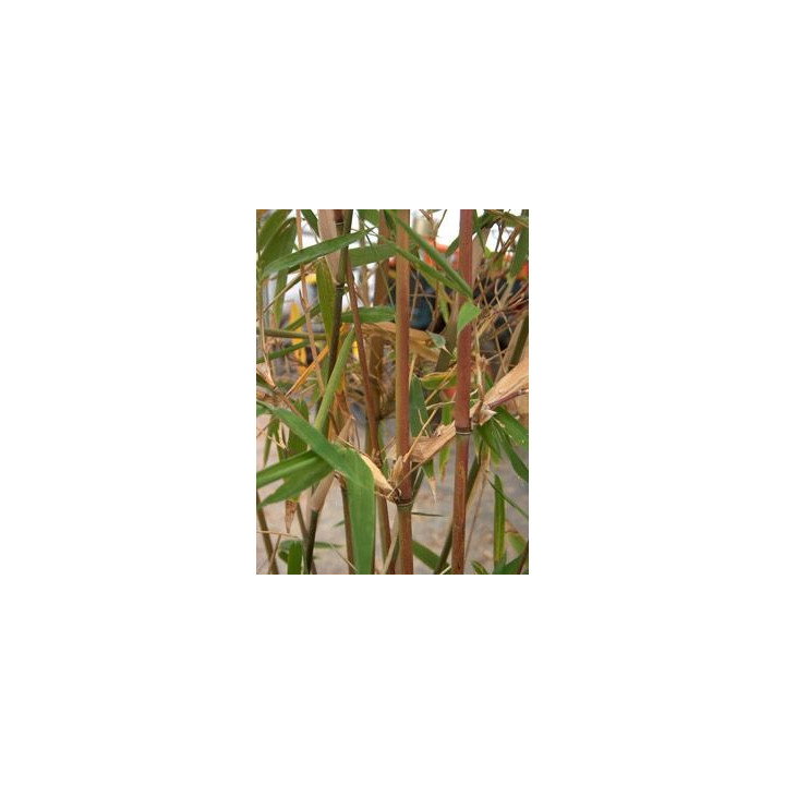 Bambou Semiarundinaria kagamiana