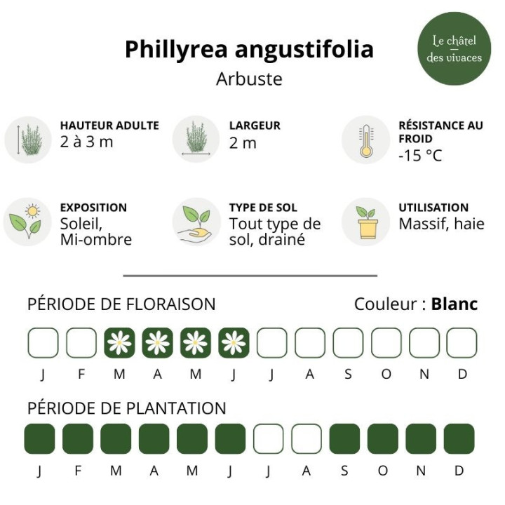 Phillyrea angustifolia