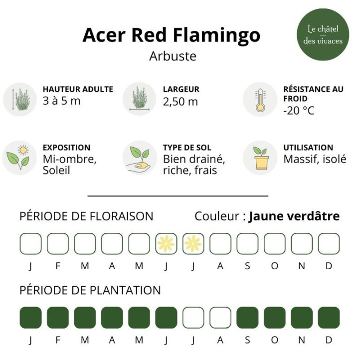 Acer conspicuum Red Flamingo