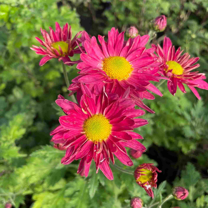 Chrysanthemum indicum Oury