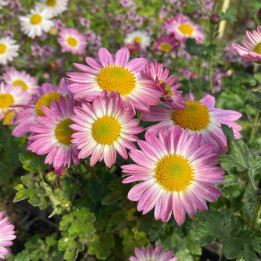 Chrysanthemum hortorum Poesie Rose