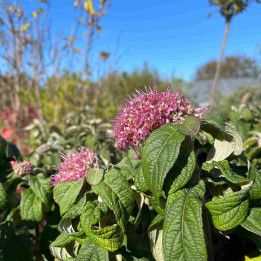 Rostrinucula Dependens