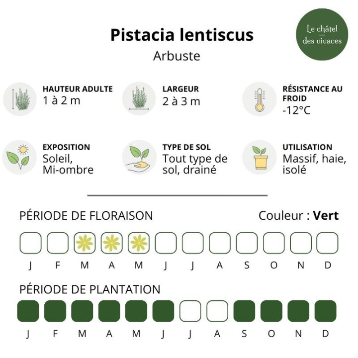 Pistacia lentiscus