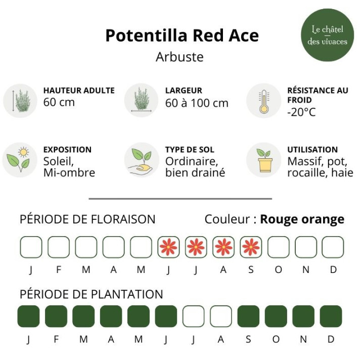 Potentilla fruticosa Red Ace