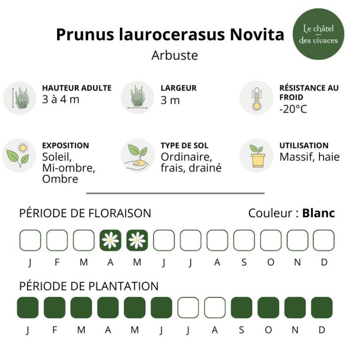 Prunus laurocerasus Novita