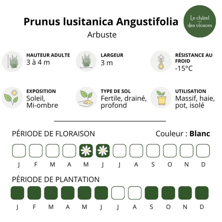 Prunus lusitanica Angustifolia