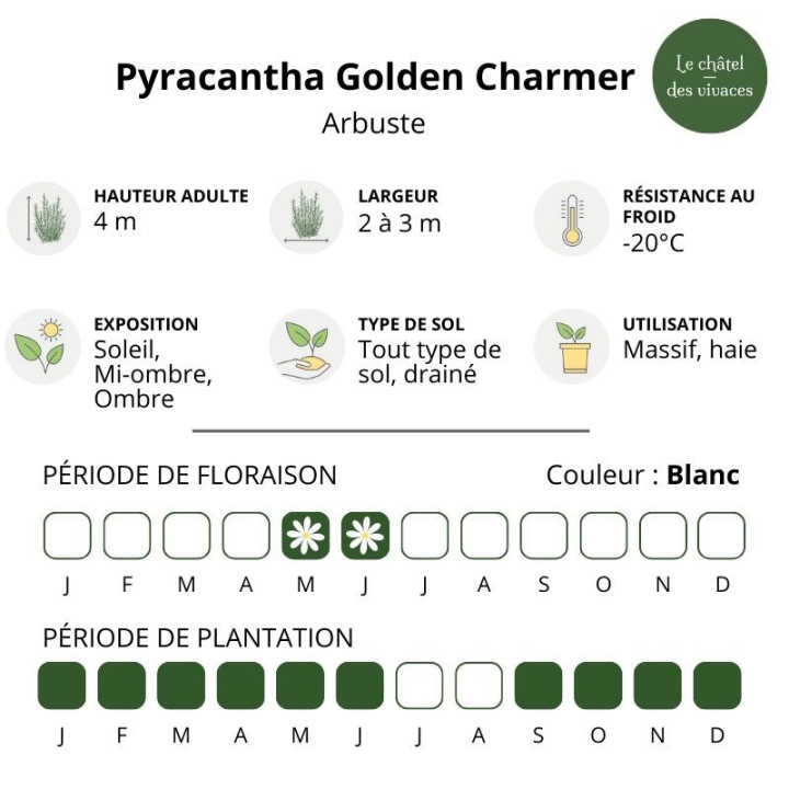 Pyracantha coccinea Golden Charmer