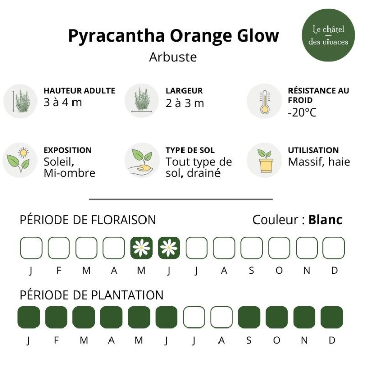 Pyracantha coccinea Orange Glow