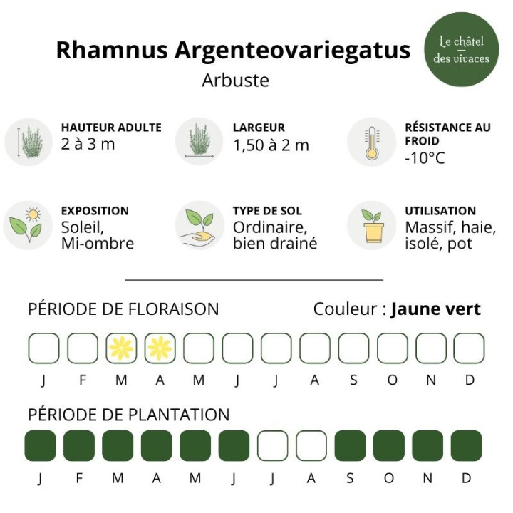 Rhamnus alaternus Argenteovariegatus