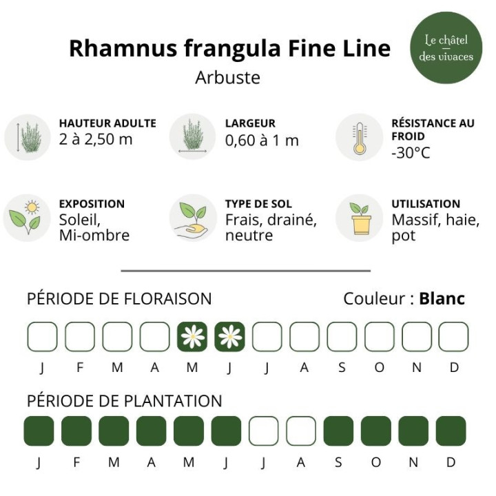 Rhamnus frangula Fine Line