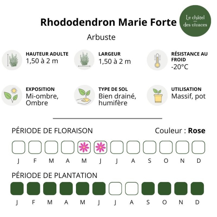 Rhododendron Marie Forte