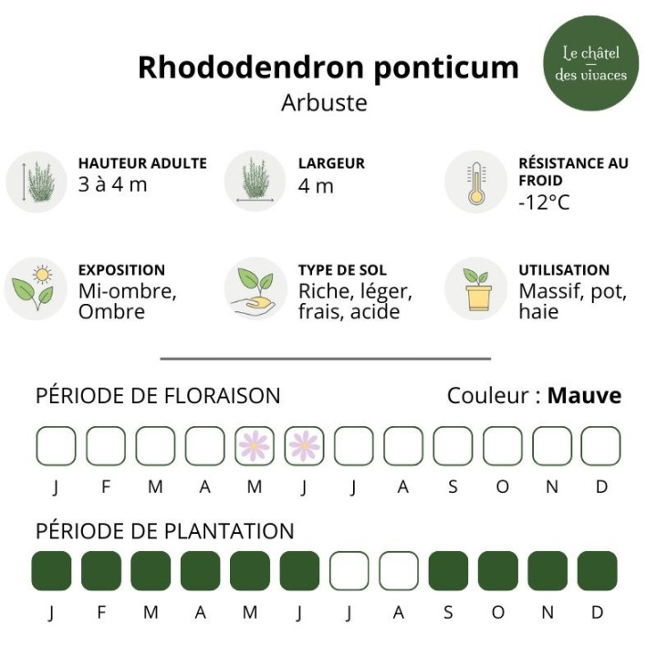 Rhododendron ponticum