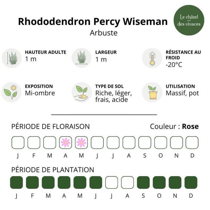 Rhododendron yakushimanum Percy Wiseman