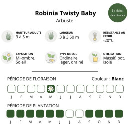 Robinia Twisty Baby