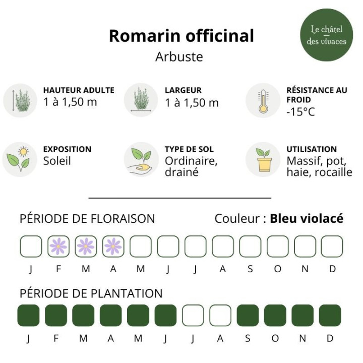 Romarin officinal