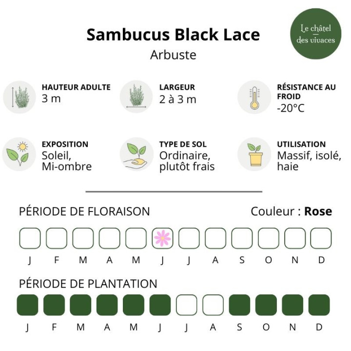 Sambucus nigra Black Lace