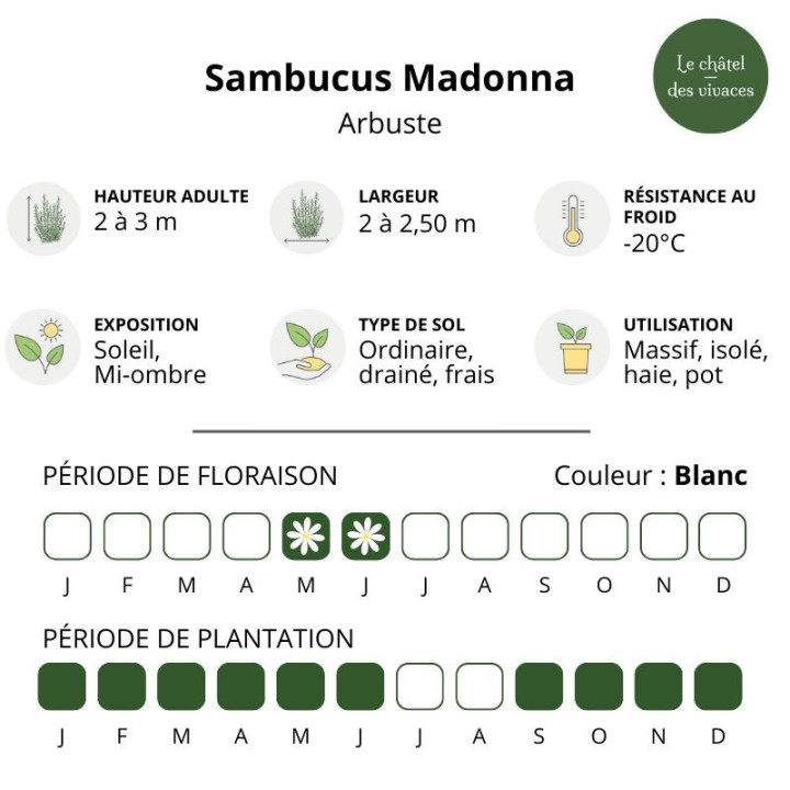 Sambucus nigra Madonna