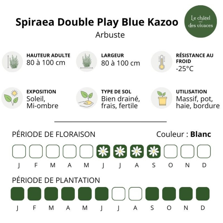 Spiraea japonica Double Play Blue Kazoo