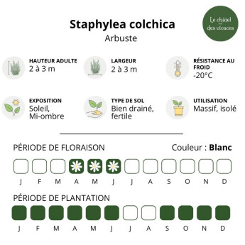 Staphylea colchica